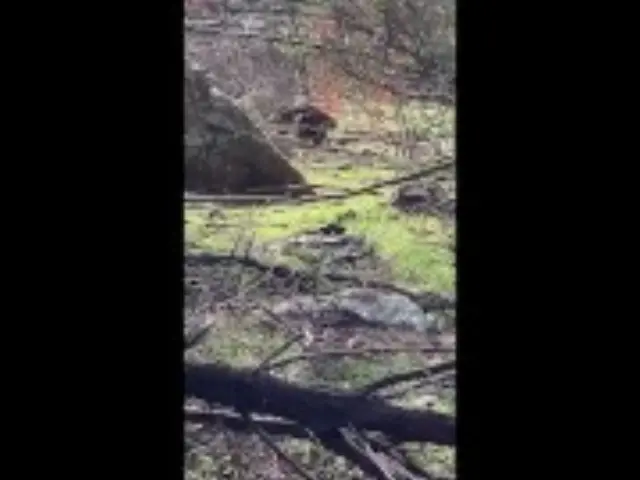 Nude Hiking With Wombat & Kangaroo